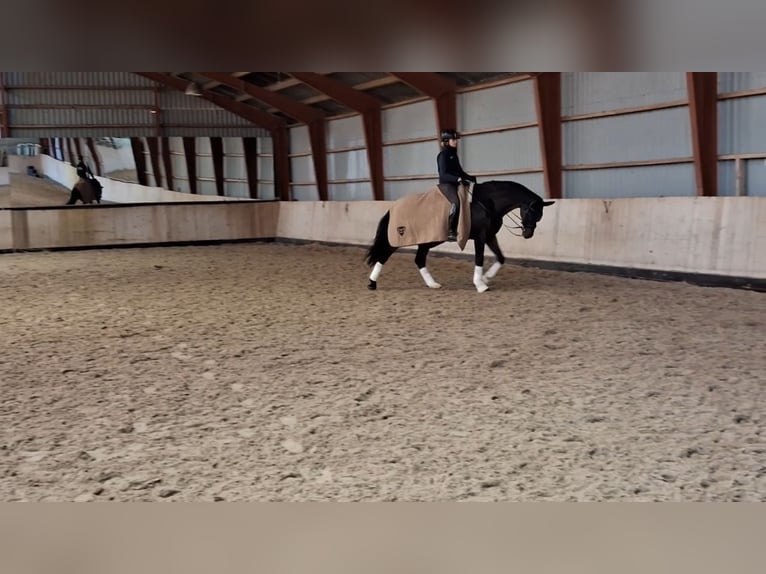 Warmblood danés Caballo castrado 15 años 174 cm Castaño in Greve