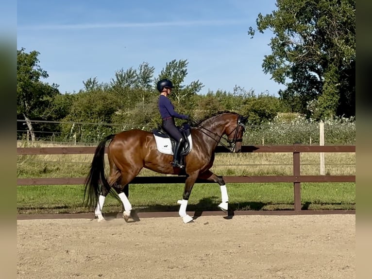 Warmblood danés Caballo castrado 16 años 165 cm Castaño rojizo in Odense V
