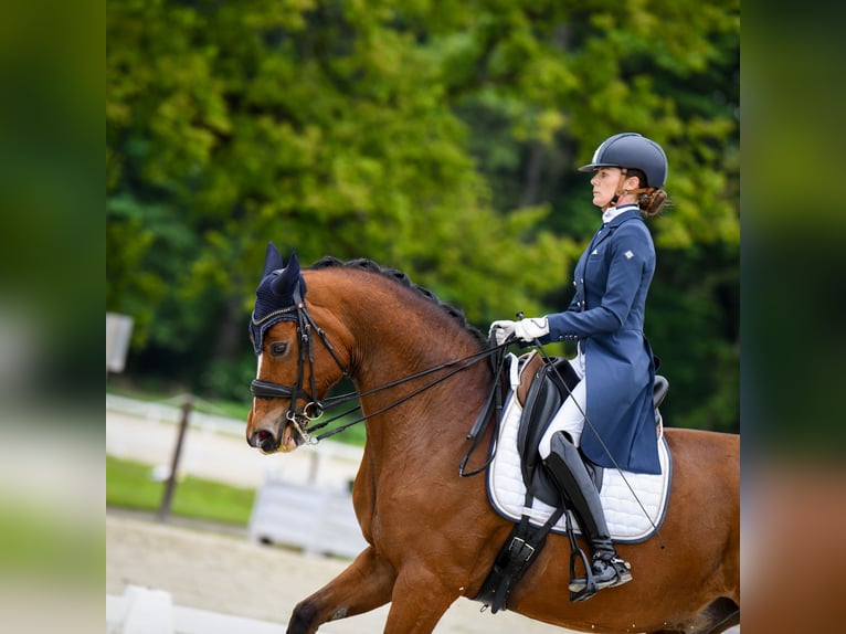 Warmblood danés Caballo castrado 16 años 167 cm Castaño in Malczów