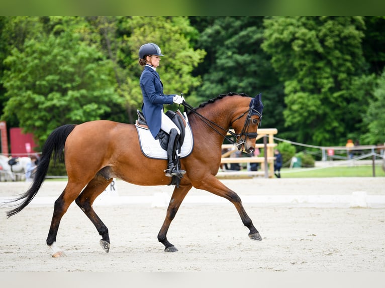 Warmblood danés Caballo castrado 16 años 167 cm Castaño in Malczów