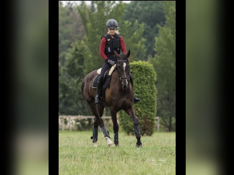 Warmblood danés Caballo castrado 16 años 167 cm Negro in Oldenburg