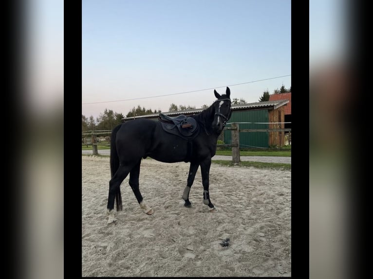 Warmblood danés Caballo castrado 16 años 167 cm Negro in Oldenburg