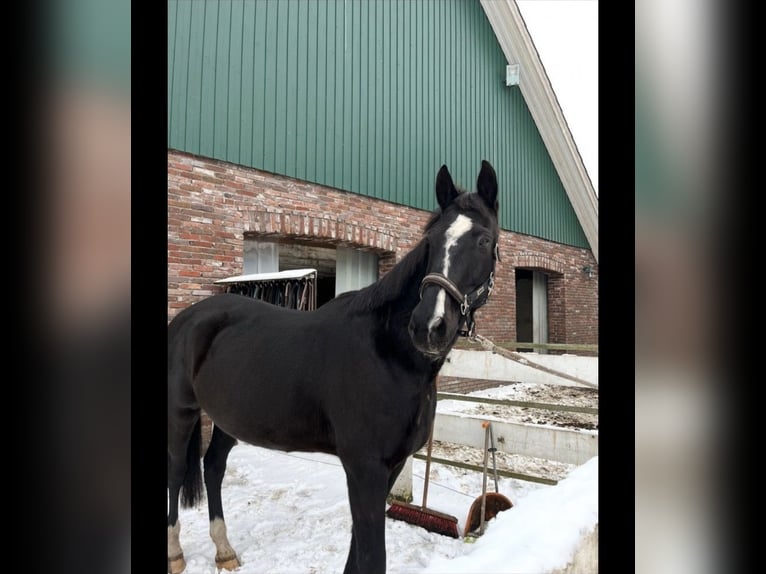 Warmblood danés Caballo castrado 16 años 167 cm Negro in Oldenburg