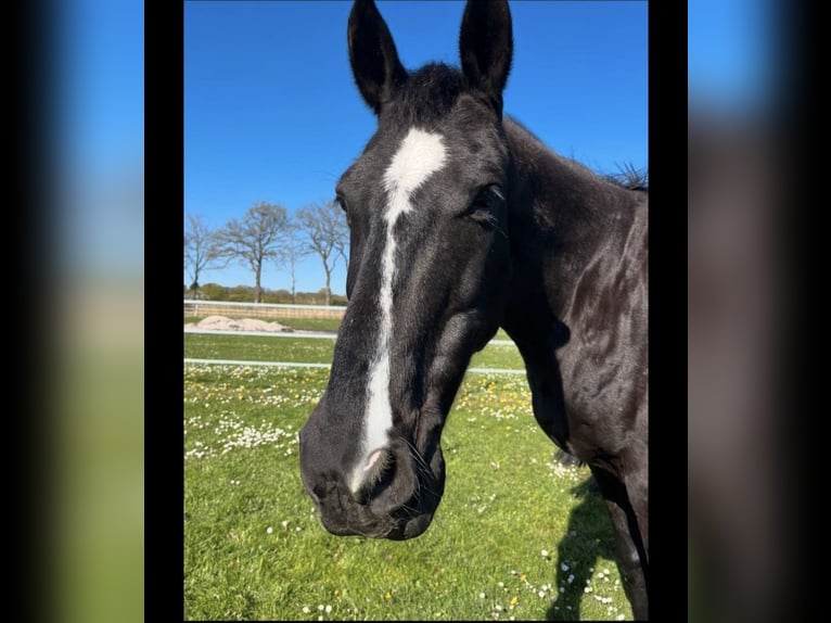 Warmblood danés Caballo castrado 16 años 167 cm Negro in Oldenburg
