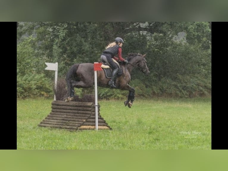 Warmblood danés Caballo castrado 16 años 167 cm Negro in Oldenburg