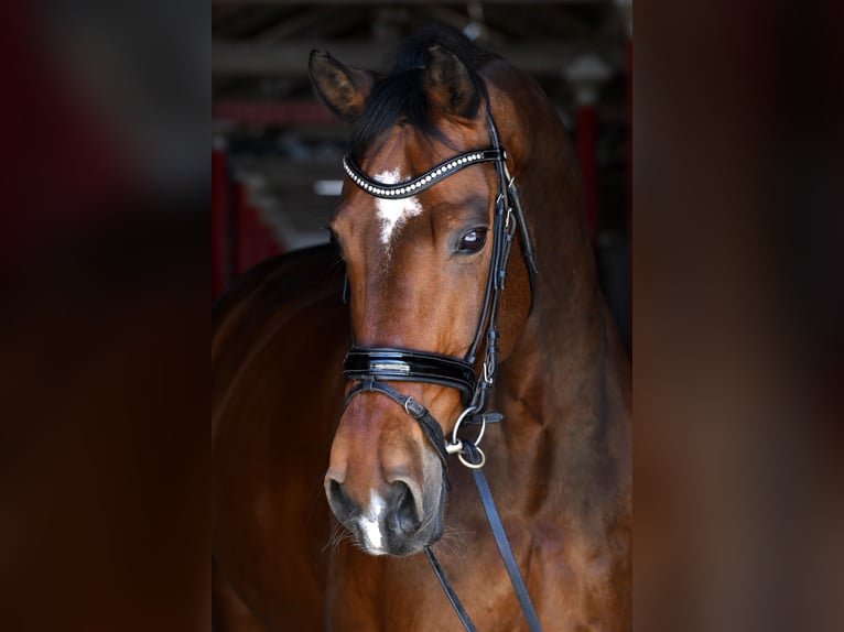 Warmblood danés Caballo castrado 16 años 170 cm Castaño in Dielsdorf