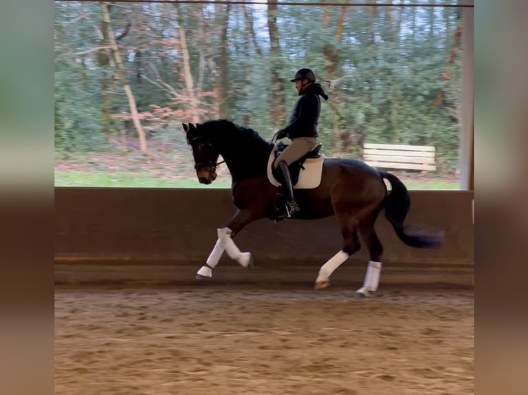 Warmblood danés Caballo castrado 16 años 172 cm Castaño in Wuppertal