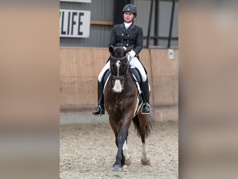 Warmblood danés Caballo castrado 17 años 168 cm Castaño in Viborg