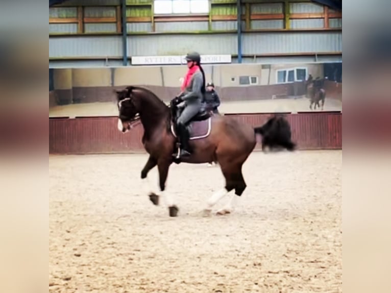 Warmblood danés Caballo castrado 17 años 168 cm Castaño in Viborg