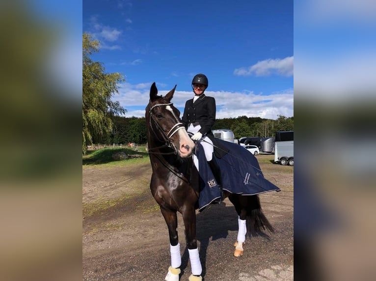 Warmblood danés Caballo castrado 17 años 168 cm Castaño in Viborg