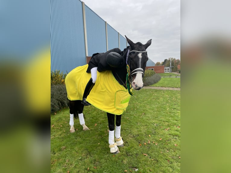 Warmblood danés Caballo castrado 17 años 168 cm Castaño in Viborg