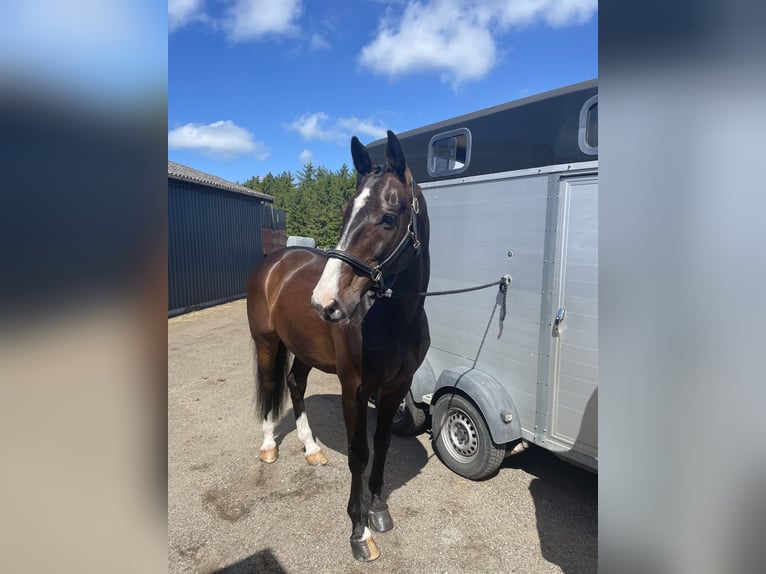 Warmblood danés Caballo castrado 17 años 168 cm Castaño in Viborg