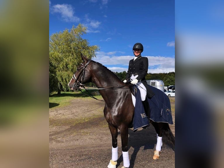 Warmblood danés Caballo castrado 17 años 168 cm Castaño in Viborg