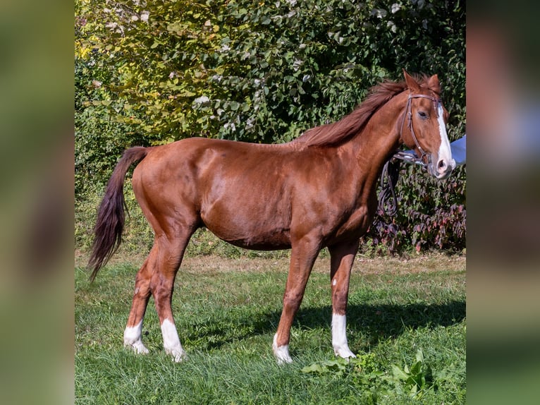 Warmblood danés Caballo castrado 18 años 163 cm Alazán in Bogen