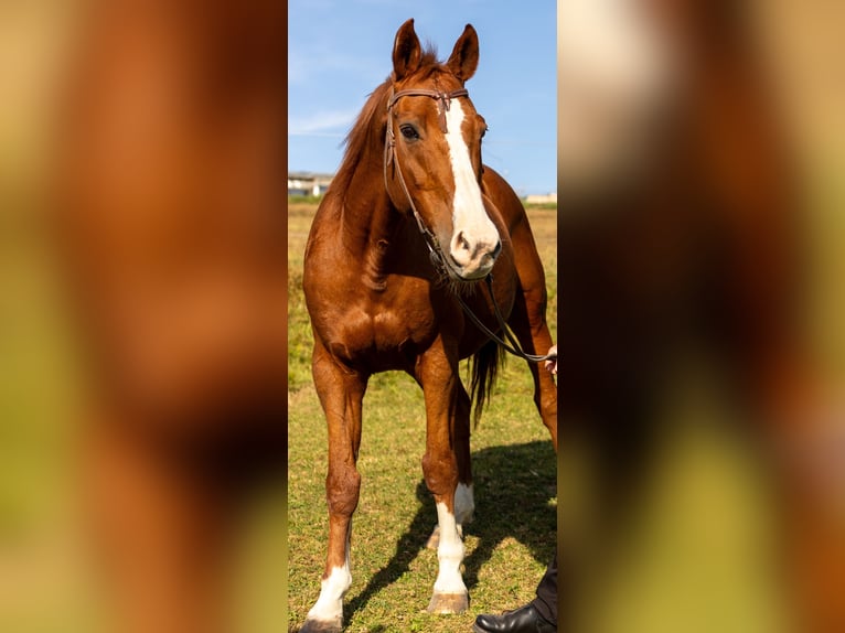 Warmblood danés Caballo castrado 18 años 163 cm Alazán in Bogen