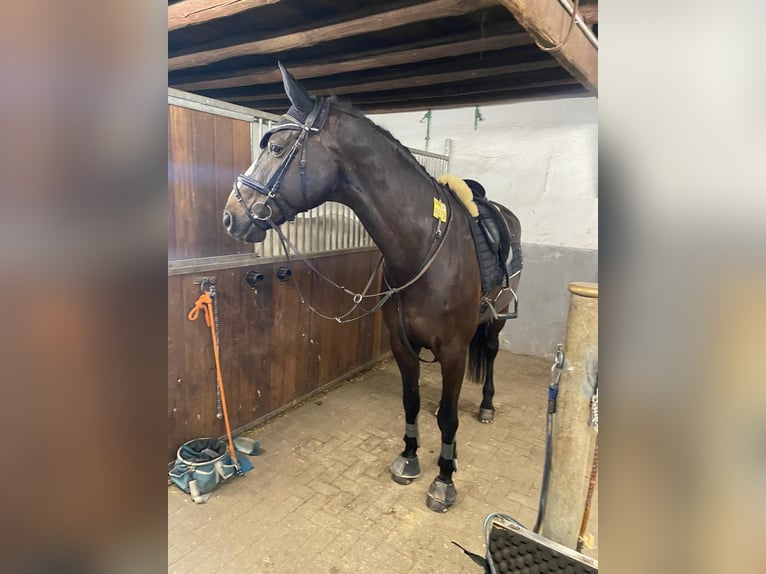 Warmblood danés Caballo castrado 19 años 173 cm Morcillo in Viersen