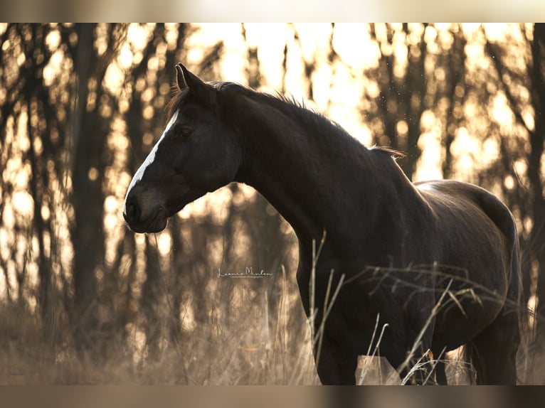 Warmblood danés Caballo castrado 19 años 173 cm Morcillo in Viersen