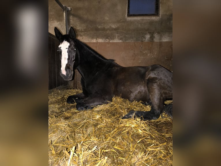 Warmblood danés Caballo castrado 19 años 173 cm Morcillo in Viersen