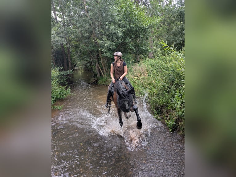 Warmblood danés Caballo castrado 19 años 173 cm Morcillo in Viersen
