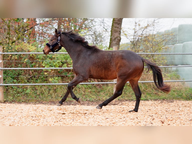 Warmblood danés Caballo castrado 2 años 167 cm Castaño in Eningen unter Achalm