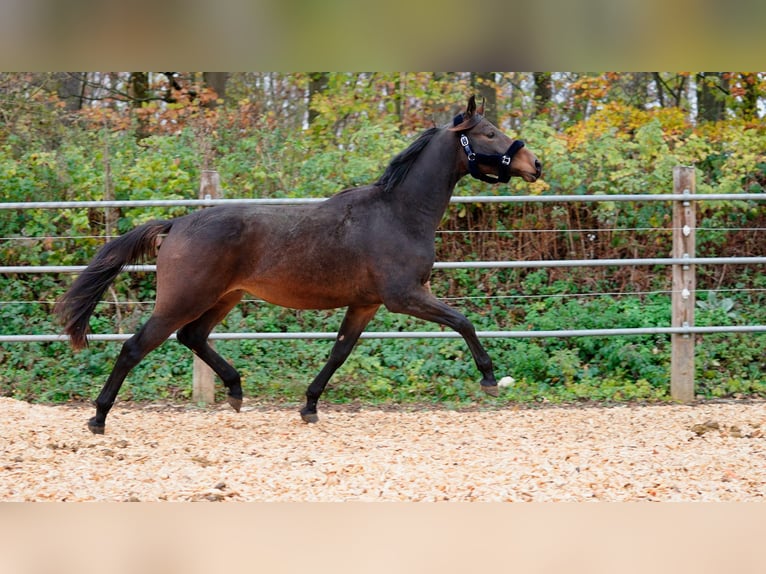 Warmblood danés Caballo castrado 2 años 167 cm Castaño in Eningen unter Achalm