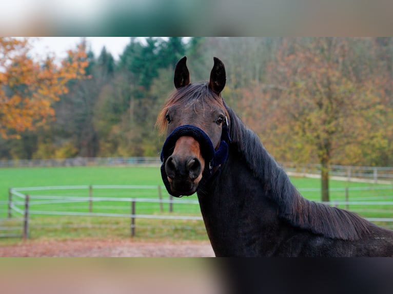 Warmblood danés Caballo castrado 2 años 167 cm Castaño in Eningen unter Achalm