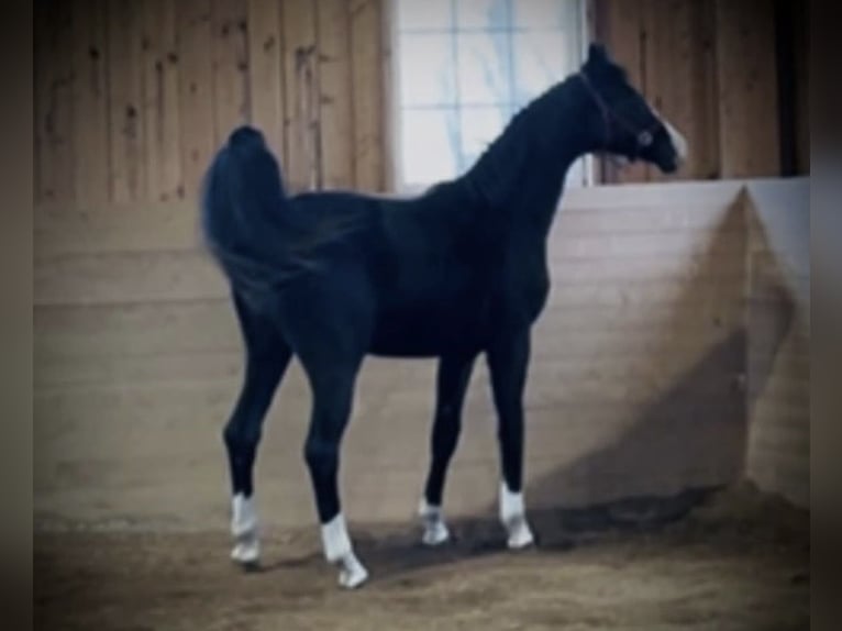 Warmblood danés Caballo castrado 2 años 168 cm Negro in Vadstena