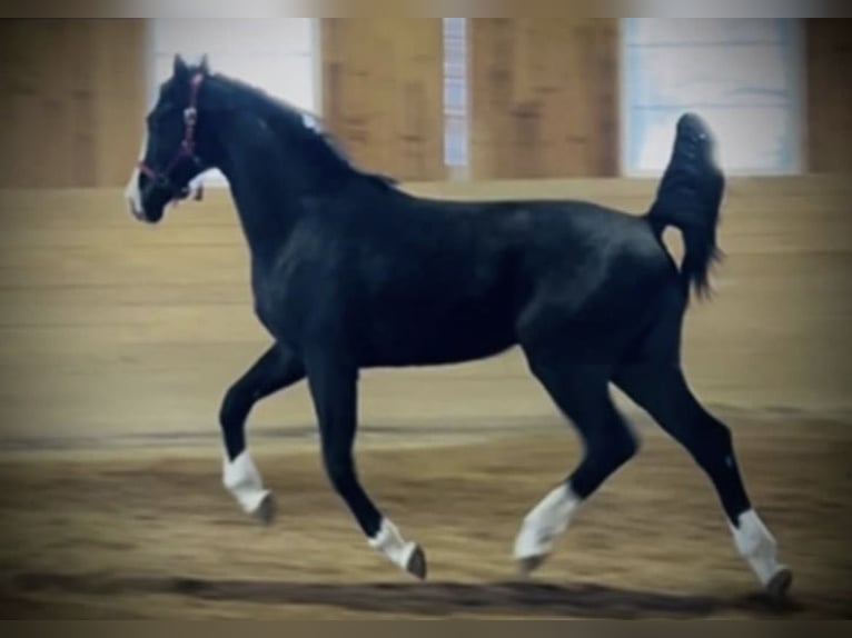 Warmblood danés Caballo castrado 2 años 168 cm Negro in Vadstena