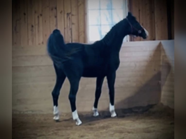 Warmblood danés Caballo castrado 2 años 168 cm Negro in Vadstena