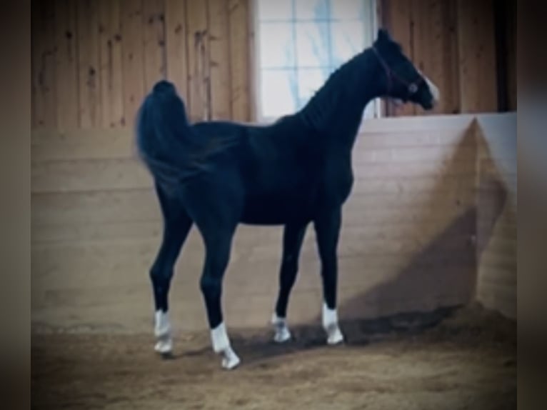 Warmblood danés Caballo castrado 2 años 170 cm Negro in Vadstena