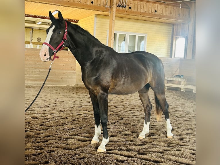 Warmblood danés Caballo castrado 2 años 170 cm Negro in Vadstena