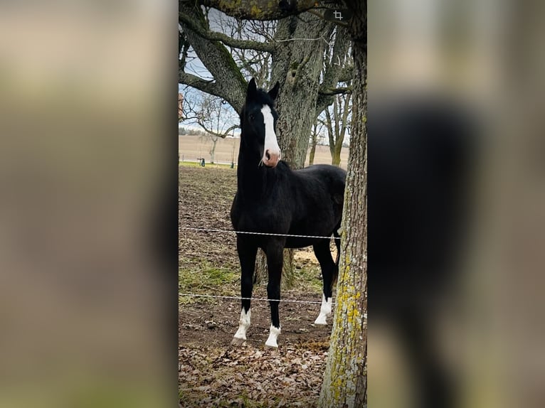 Warmblood danés Caballo castrado 2 años 170 cm Negro in Vadstena