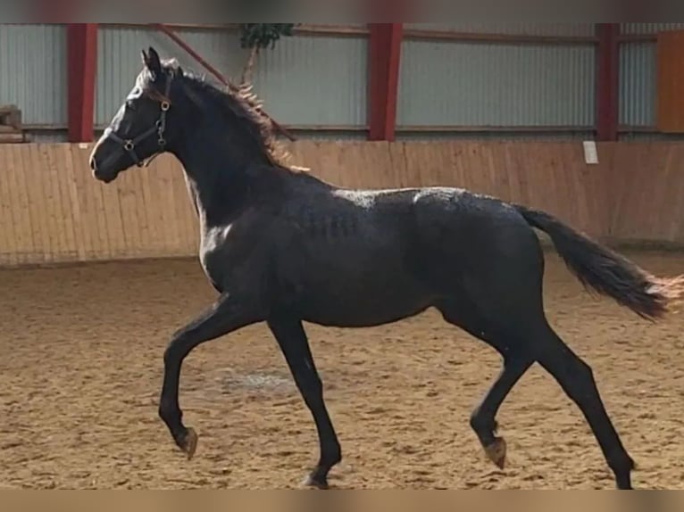 Warmblood danés Caballo castrado 2 años 172 cm Negro in Vesthimmerland/, Aalborg