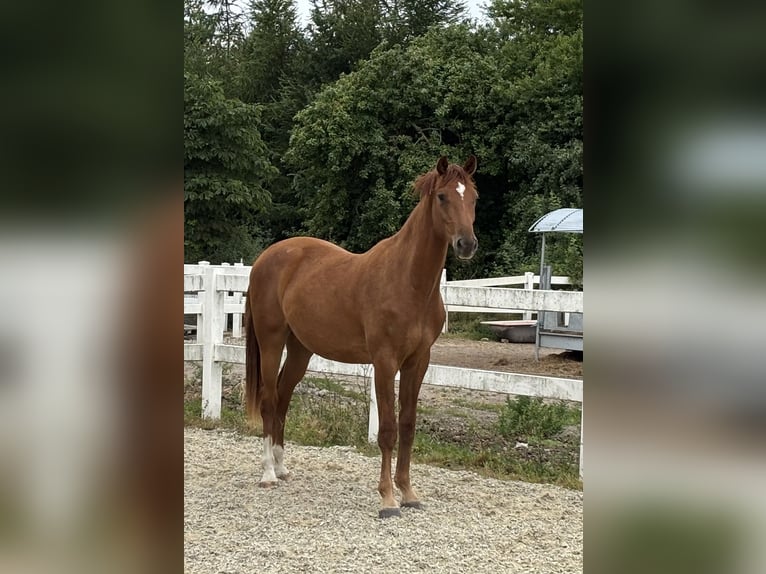 Warmblood danés Caballo castrado 2 años 173 cm Alazán in Aabenraa