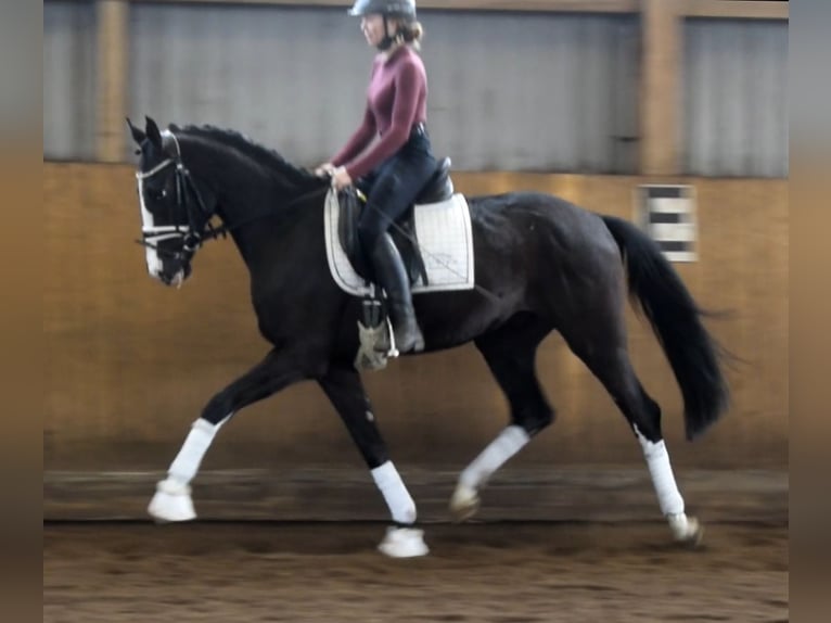 Warmblood danés Caballo castrado 3 años 162 cm Negro in Fredenbeck