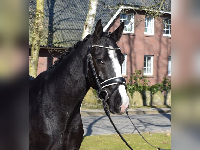 Warmblood danés Caballo castrado 3 años 163 cm Negro in Fredenbeck