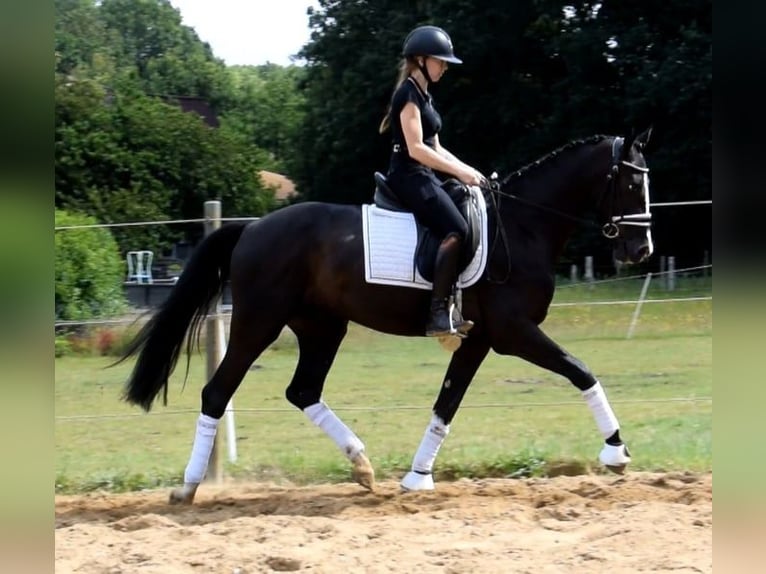 Warmblood danés Caballo castrado 3 años 163 cm Negro in Fredenbeck