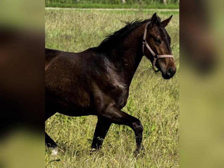 Warmblood danés Caballo castrado 3 años 168 cm Castaño in Gedsted