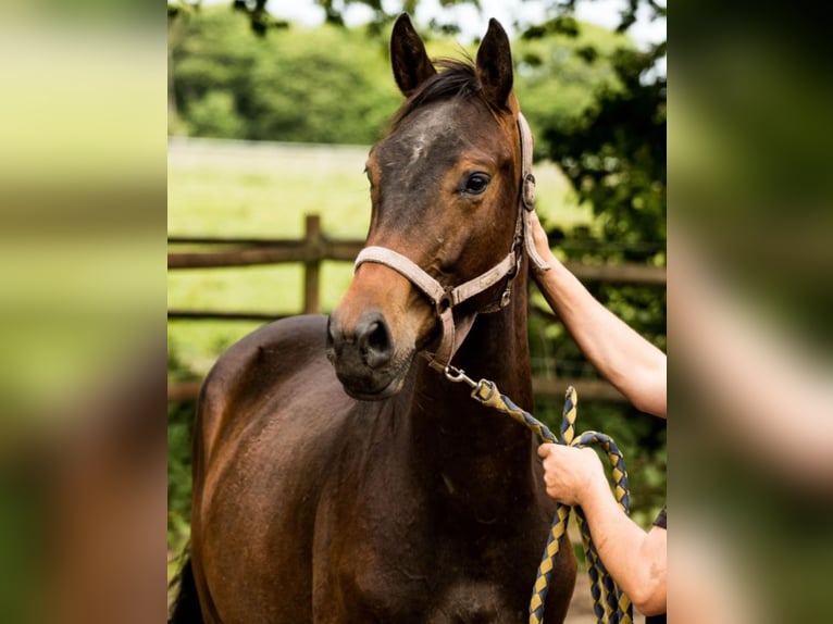 Warmblood danés Caballo castrado 3 años 168 cm Castaño in Gedsted