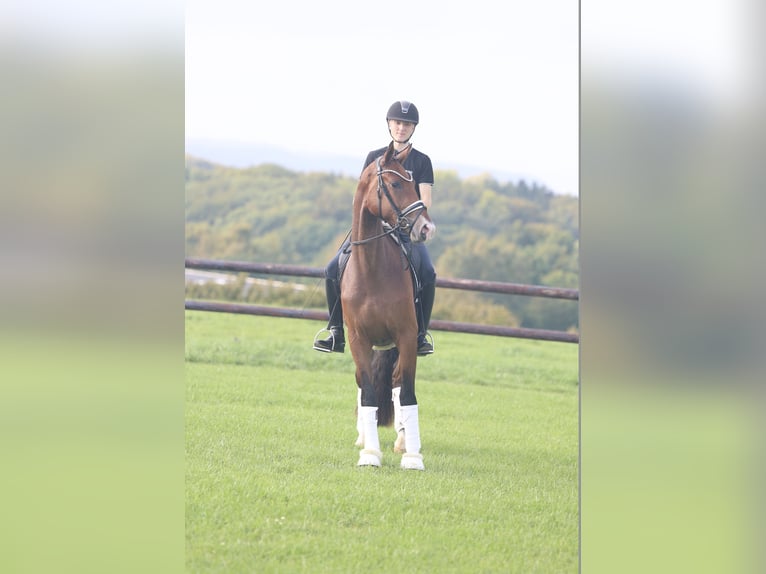 Warmblood danés Caballo castrado 3 años 169 cm  in Asperup