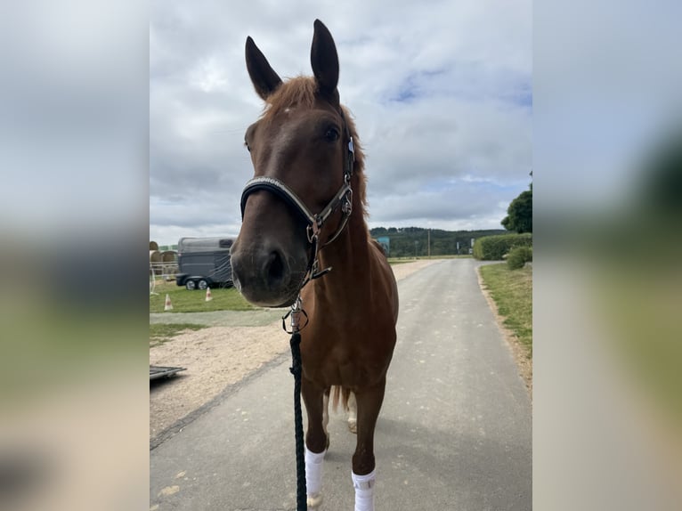 Warmblood danés Caballo castrado 4 años 170 cm Alazán in Geisenheim