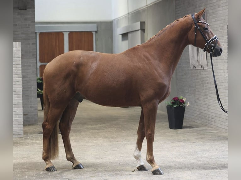 Warmblood danés Caballo castrado 4 años 170 cm  in asperup