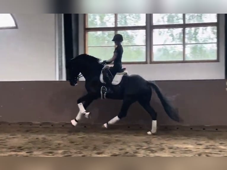 Warmblood danés Caballo castrado 4 años in Kirkkonummi