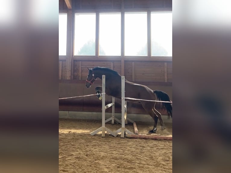 Warmblood danés Caballo castrado 5 años 155 cm Castaño in Achstetten