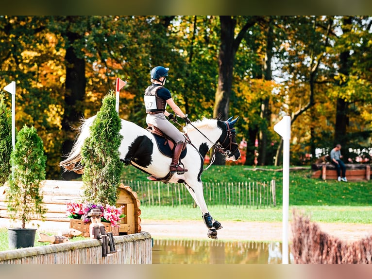 Warmblood danés Mestizo Caballo castrado 5 años 157 cm Pío in Helsinge