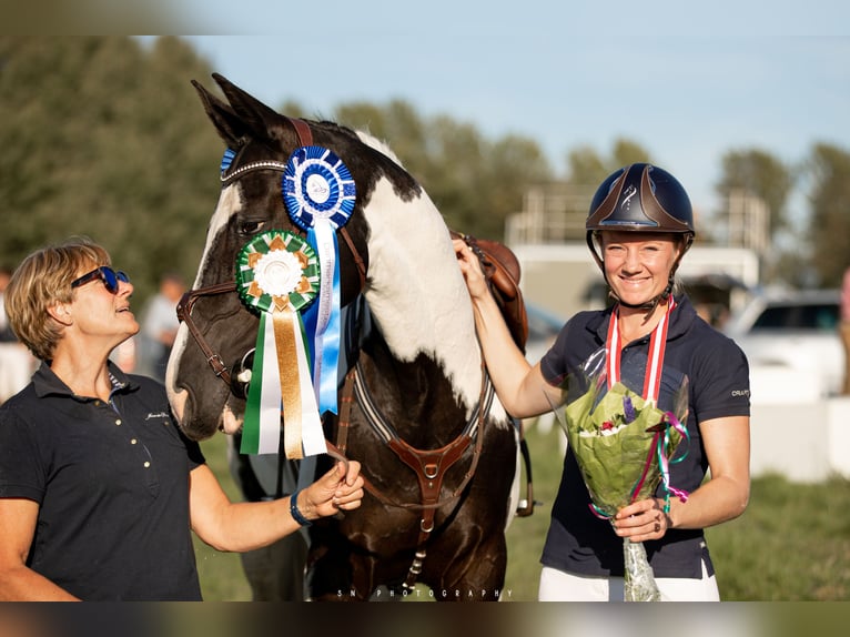 Warmblood danés Mestizo Caballo castrado 5 años 157 cm Pío in Helsinge