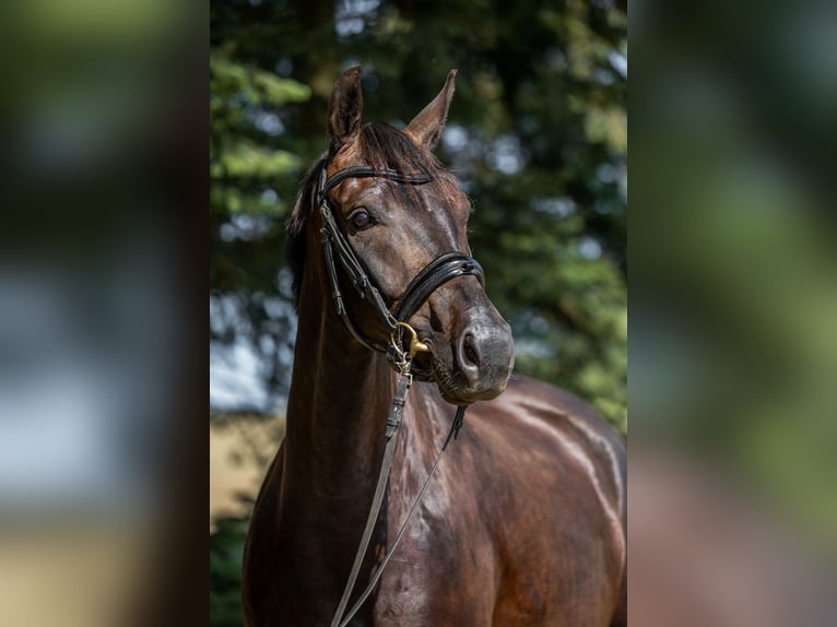Warmblood danés Caballo castrado 5 años 166 cm Morcillo in Odder