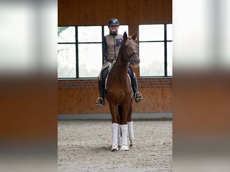 Warmblood danés Caballo castrado 5 años 167 cm Alazán in Horstmar