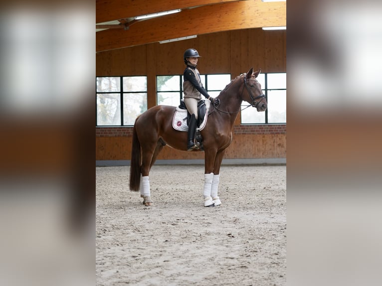Warmblood danés Caballo castrado 5 años 167 cm Alazán in Horstmar