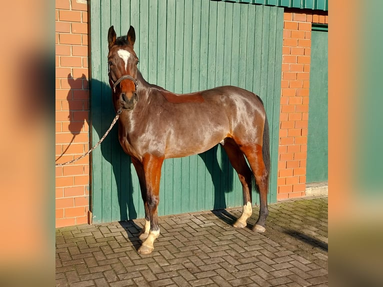 Warmblood danés Caballo castrado 5 años 167 cm Castaño in Dinklage